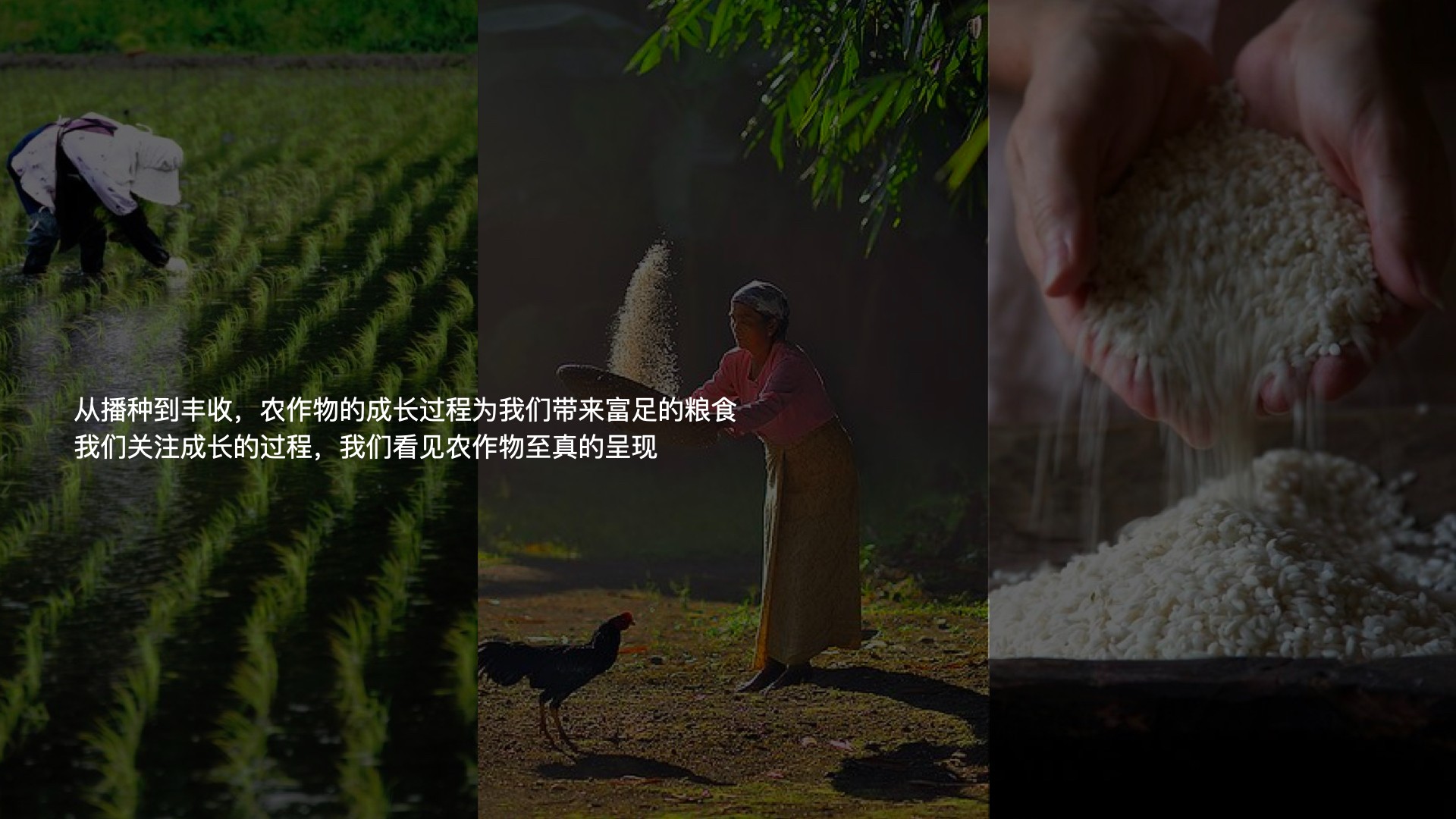 3雜糧項(xiàng)目_視覺(jué)概念_12:26.002.jpg