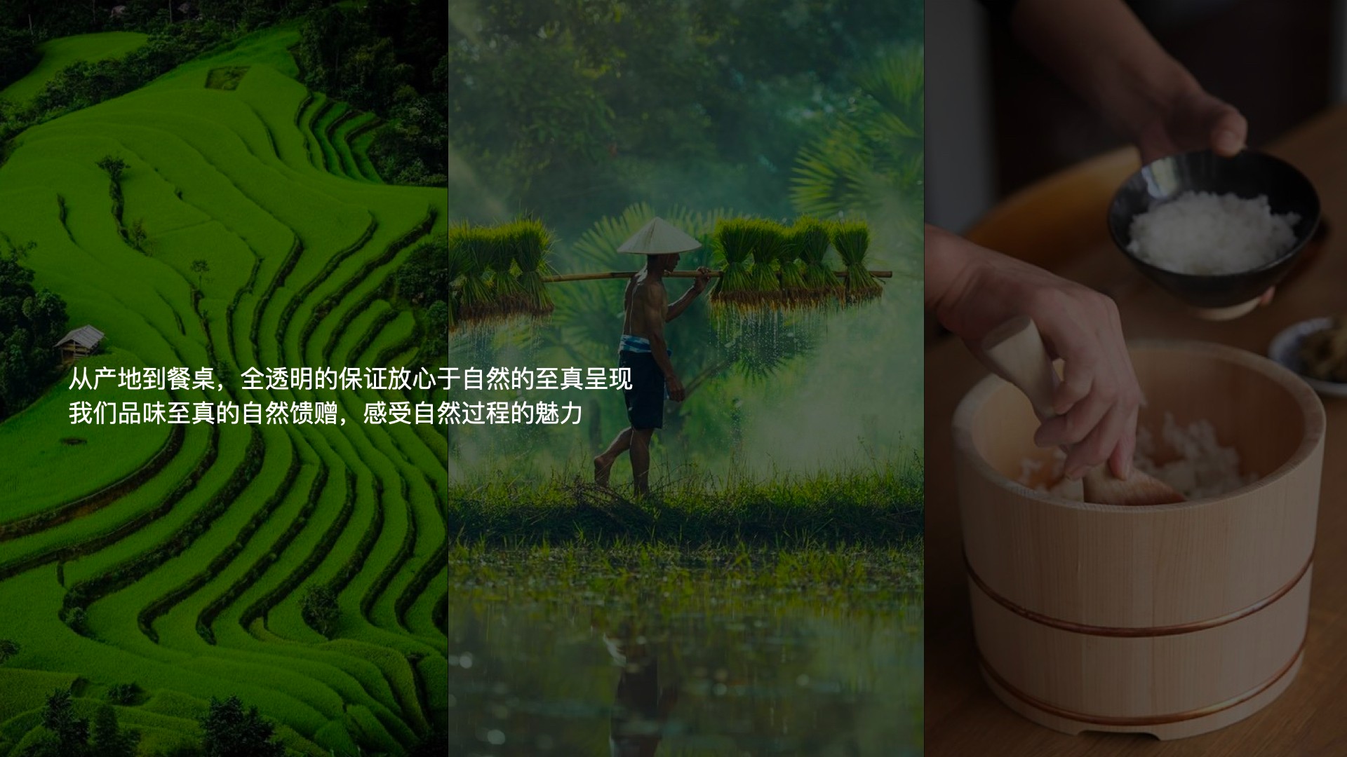 4雜糧項(xiàng)目_視覺(jué)概念_12:26.003.jpg